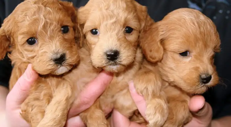 Welpenfutter selber kochen